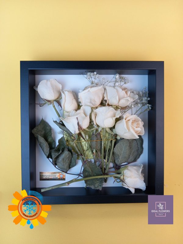Freeze dried white roses IDeal Flowers